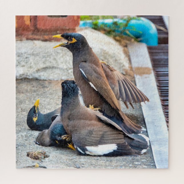 Common myna jigsaw puzzle (Vertical)