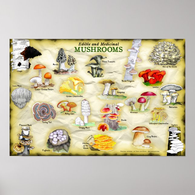 Common Names Poster 18x12 Mushrooms (Front)