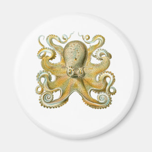Common Octopus Magnet