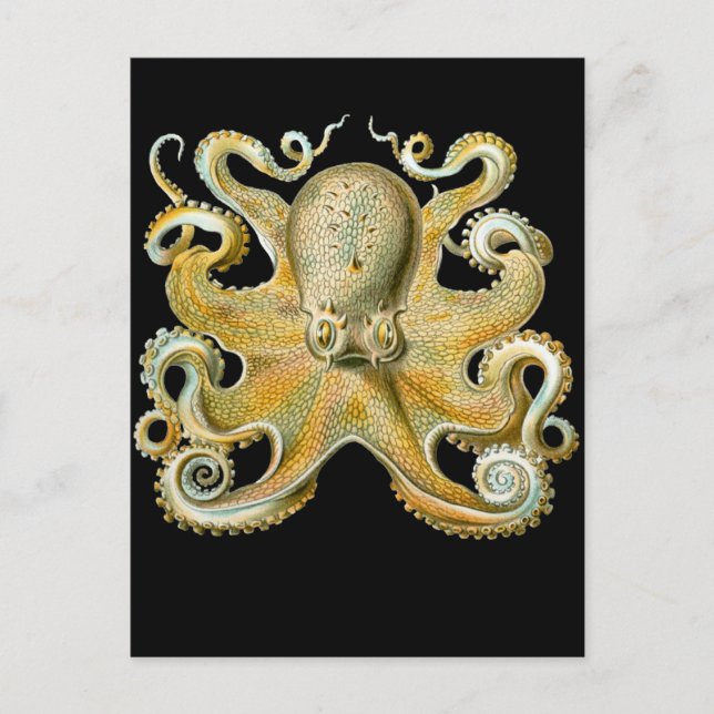 Common Octopus Postcard (Front)