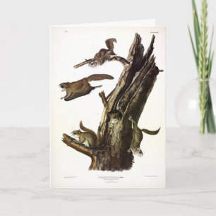 Common or Southern Flying Squirrel, or The Assapan Card