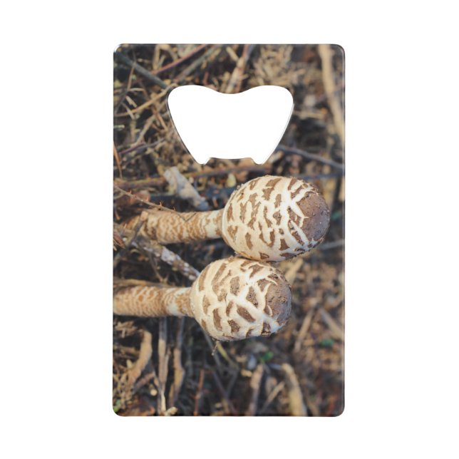 Common parasol mushrooms (Front)