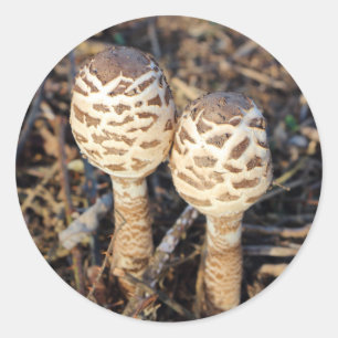 Common parasol mushrooms classic round sticker
