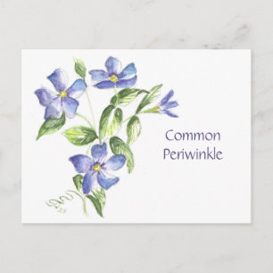 Common Periwinkle Post Card