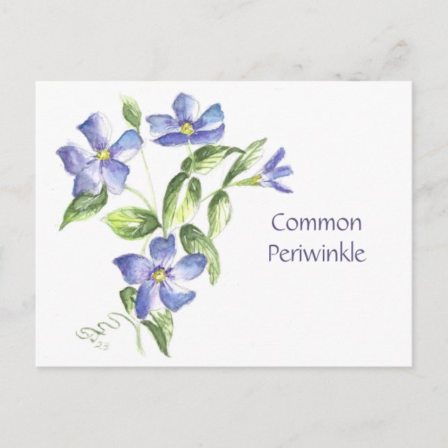 Common Periwinkle Post Card (Front)