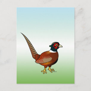 Common Pheasant Postcard