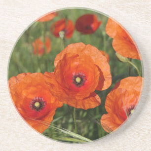 Common Poppies  Coaster