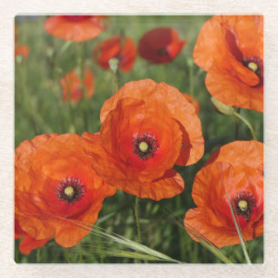 Common Poppies  Glass Coaster
