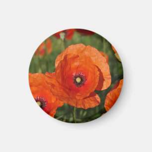 Common Poppies Magnet
