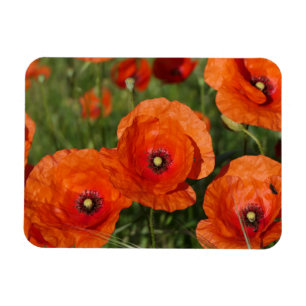 Common Poppies Magnet
