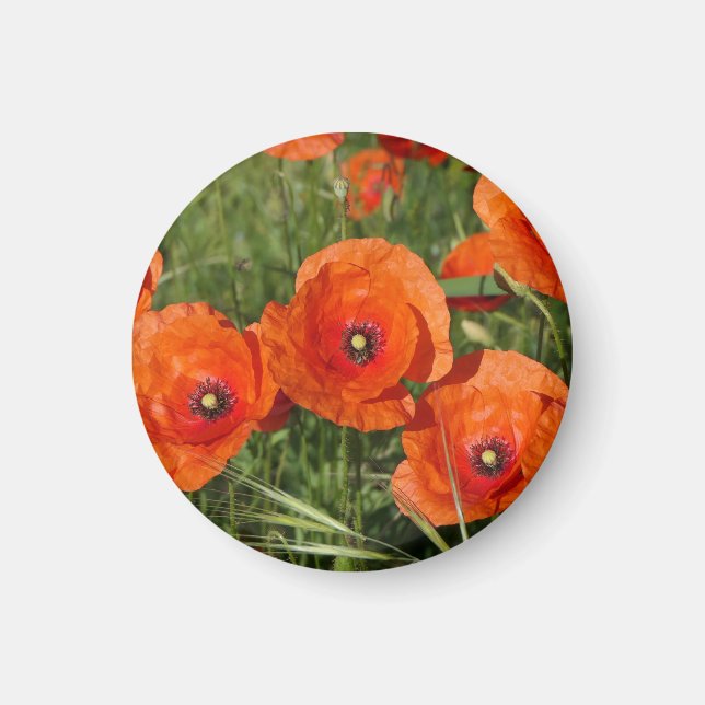 Common Poppies  Magnet (Front)