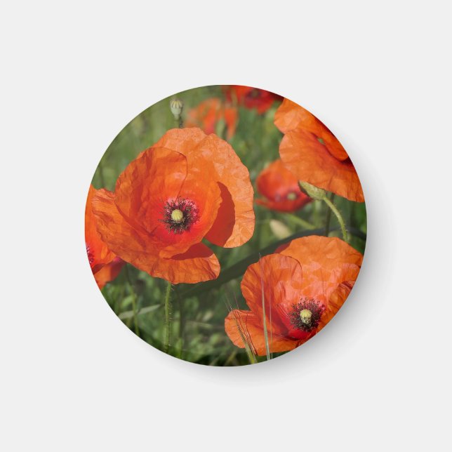 Common Poppies  Magnet (Front)