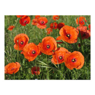Common Poppies Photo Print