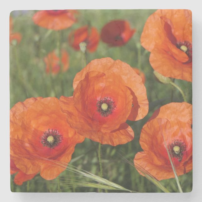 Common Poppies  Stone Coaster (Front)