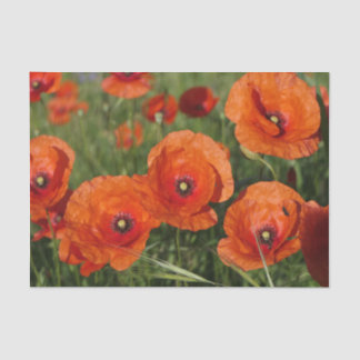 Common Poppies  Tissue Paper