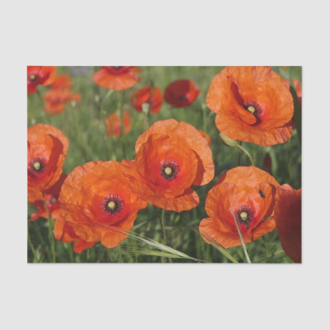 Common Poppies  Tissue Paper (Front)