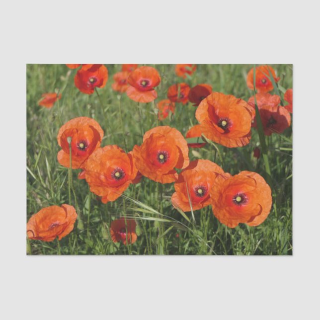Common Poppies  Tissue Paper (Front)