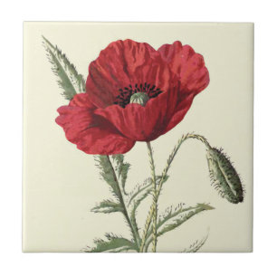 "Common Poppy" Botanical Illustration Ceramic Tile