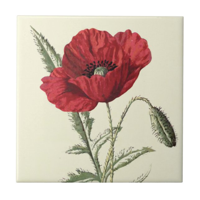 "Common Poppy" Botanical Illustration Ceramic Tile (Front)