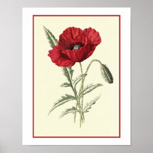 "Common Poppy" Botanical Illustration Poster