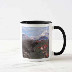 Common porcupine feeding on high brush cranberry mug