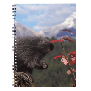 Common porcupine feeding on high brush cranberry notebook
