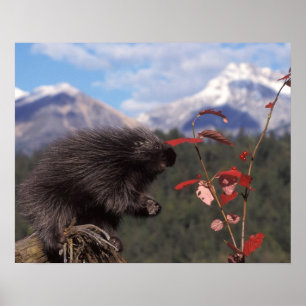 Common porcupine feeding on high brush cranberry poster