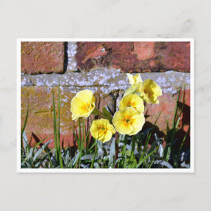 Common Primrose Postcard