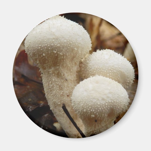 Common Puffball Mushroom Magnet (Front)
