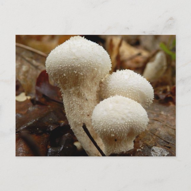Common Puffball Postcard (Front)