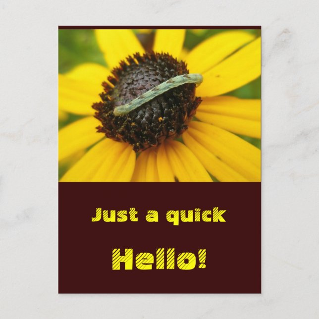 Common Pug Moth Caterpillar Coordinating Items Postcard (Front)
