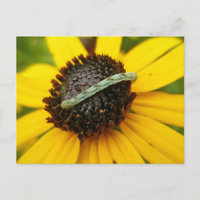 Common Pug Moth Caterpillar Coordinating Items Postcard (Front)