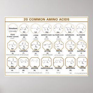 Common quide to 20 common amino acids poster