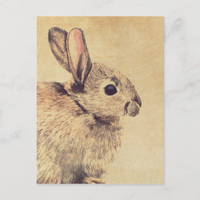 Common Rabbit Watercolour Sketch Postcard (Front)