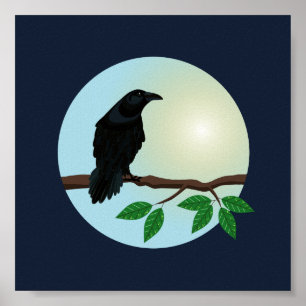 Common Raven illustration Poster