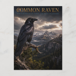 Common Raven Mountain Wilderness ANIMALS Postcard
