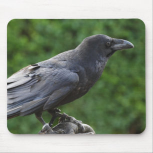 Common Raven Mouse Pad