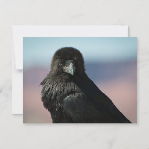Common Raven Postcard