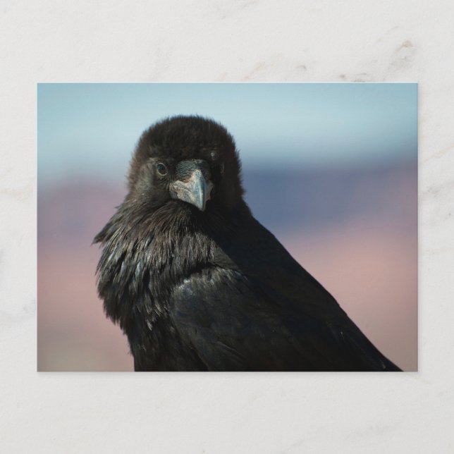 Common Raven Postcard (Front)