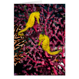 Common Sea Horse Hippocampus Taeniopterus