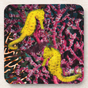Common Sea Horse Hippocampus Taeniopterus Coaster