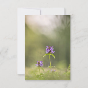 Common Self-Heal Nature Photo Card