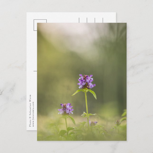 Common Self-Heal Nature Photo Postcard (Front/Back)