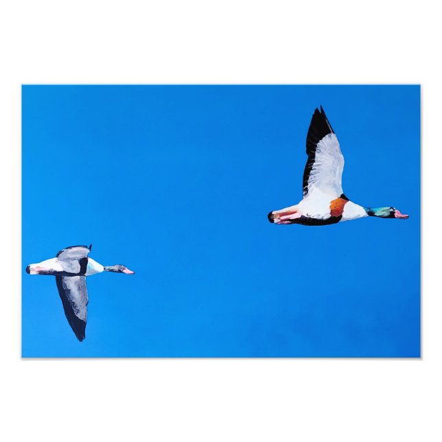Common Shelducks Photo Print (Front)
