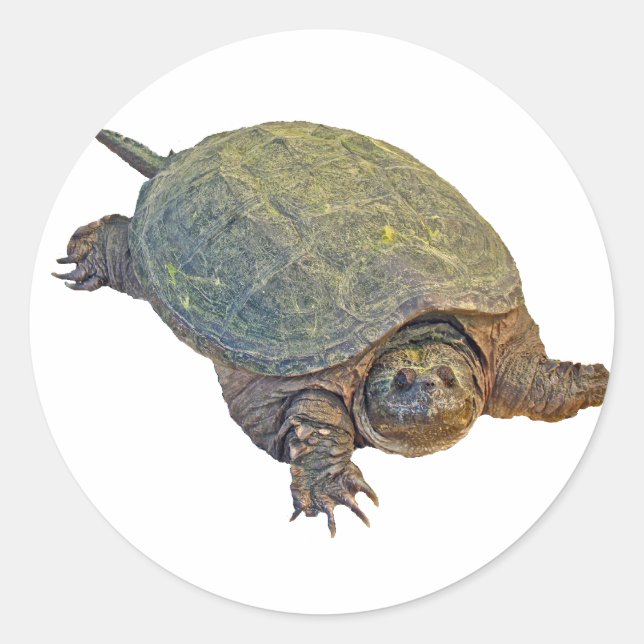 Common Snapping Turtle - Chelydra serpentina Classic Round Sticker (Front)
