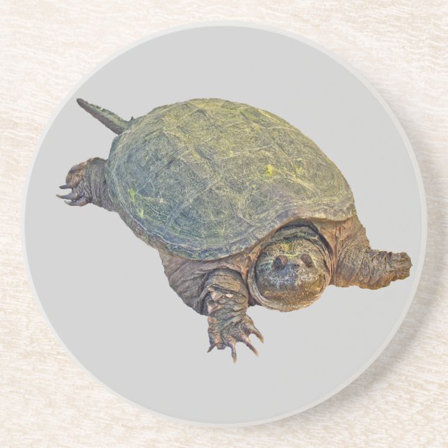 Common Snapping Turtle - Chelydra serpentina Coaster (Front)