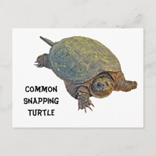 Common Snapping Turtle - Chelydra serpentina Postcard
