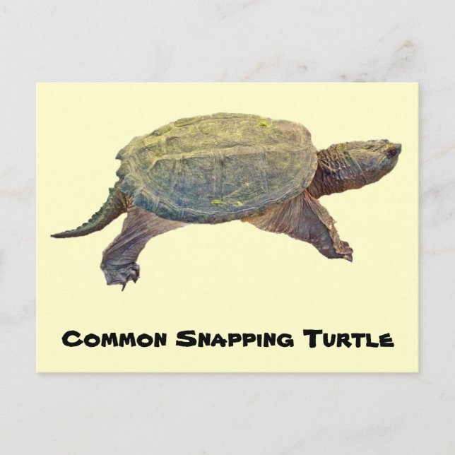 Common Snapping Turtle - Chelydra serpentina Postcard (Front)
