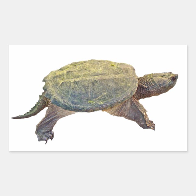 Common Snapping Turtle - Chelydra serpentina Rectangular Sticker (Front)
