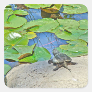 Common Snapping Turtle - Chelydra serpentina Square Sticker